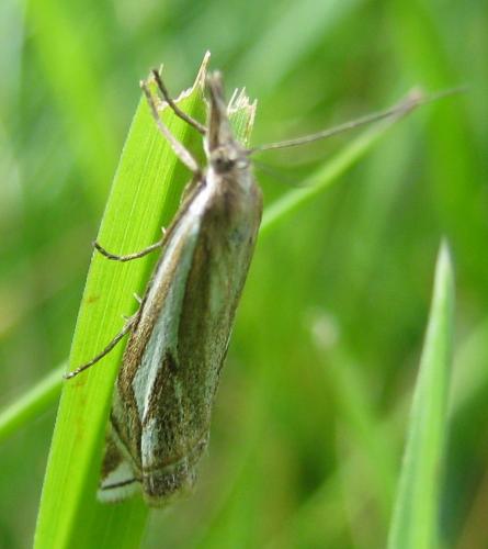 Crambus pratella
