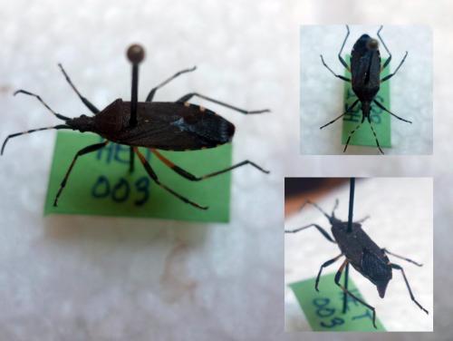 Réf. 92 489 : Dicranocephalus agilis