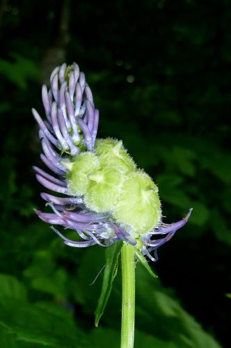 Réf. 92 497 : Dasineura phyteumatis