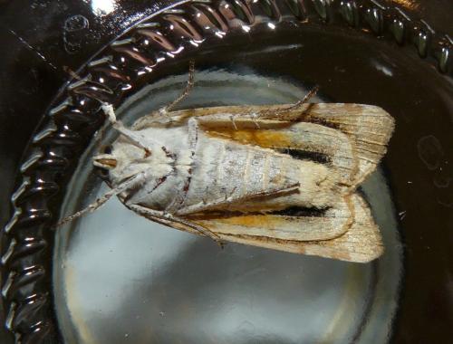 Noctua sp.