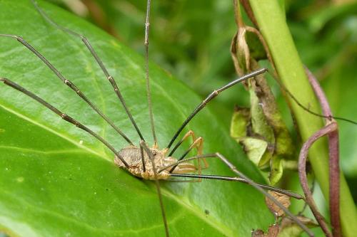 Phalangium opilio