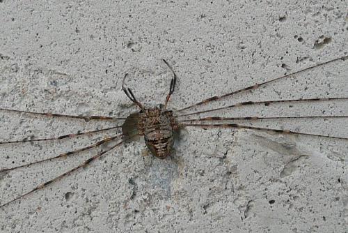 Réf. 92 128 : Dicranopalpus ramosus