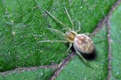 Nigma flavescens