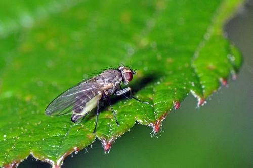 Phytomyza sp.