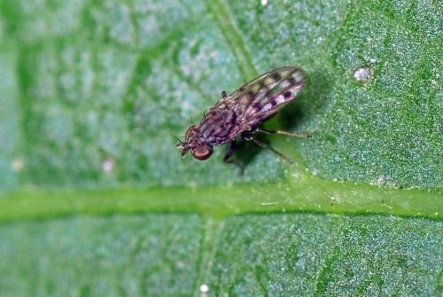 Réf. 92 053 : Philygria interstincta