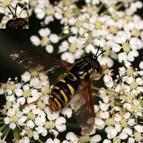 Chrysotoxum octomaculatum