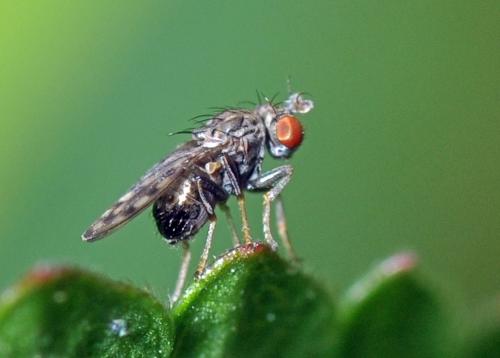 Réf. 92 054 : Philygria interstincta