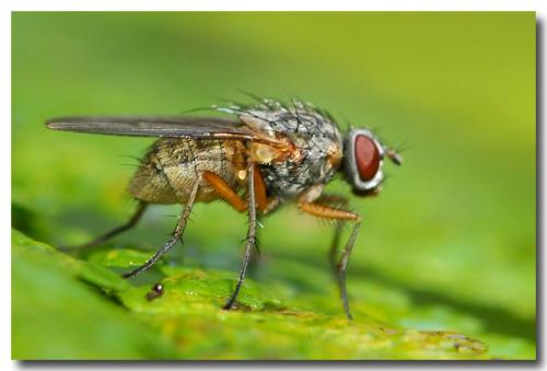 Réf. 92 924 : Thricops simplex