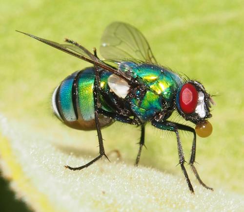 Neomyia viridifrons