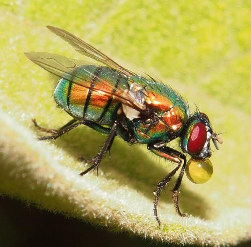 Réf. 92 340 : Neomyia sp.