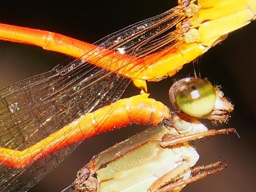 Ceriagrion glabrum