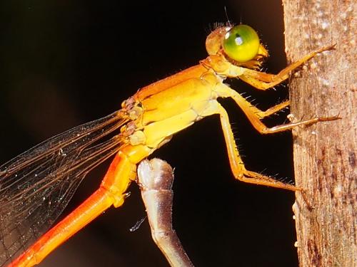 Réf. 92 432 : Ceriagrion glabrum