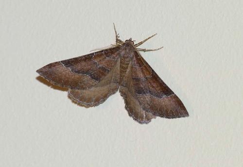 Réf. 92 936 : Larentia clavaria