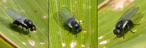 Cerodontha sp.