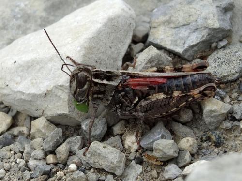 Calliptamus sp.