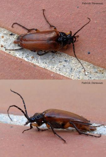 Réf. 92 646 : Cebrio gigas