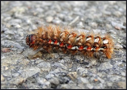 Acronicta rumicis