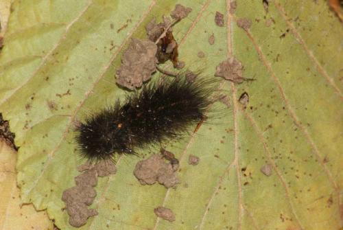 Spilosoma lubricipeda