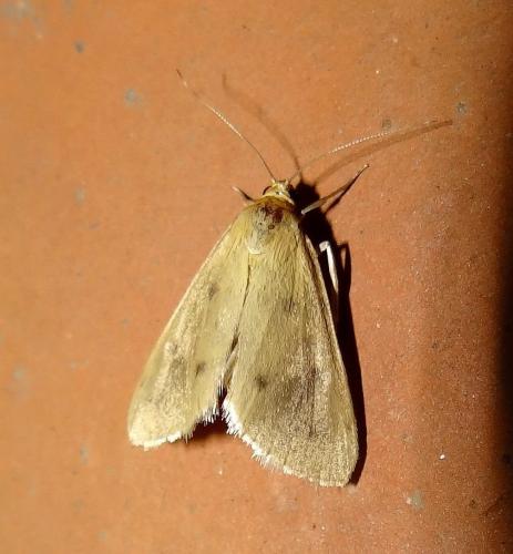 Achyra nudalis
