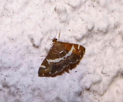 Réf. 92 073 : Spoladea recurvalis