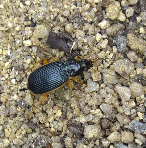 Chlaenius circumscriptus