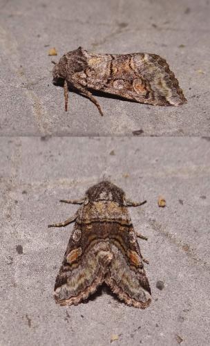 Réf. 92 570 : Cleoceris scoriacea
