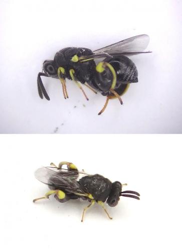 Réf. 92 798 : Brachymeria tibialis