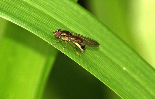 Réf. 92 695 : Melanostoma scalare