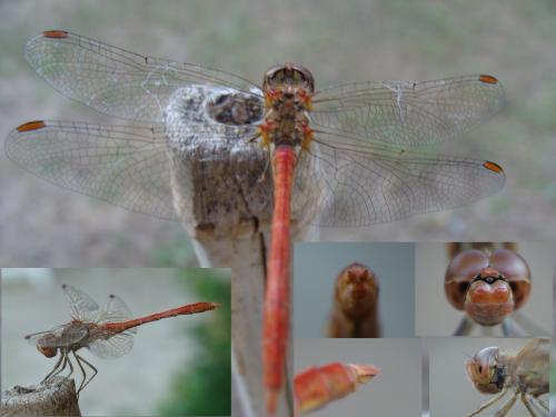 Sympetrum meridionale
