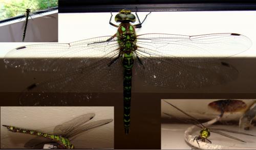 Aeshna cyanea