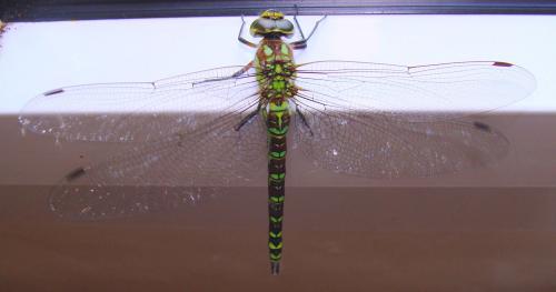Réf. 92 672 : Aeshna cyanea