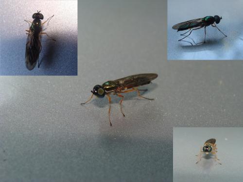 Sargus bipunctatus