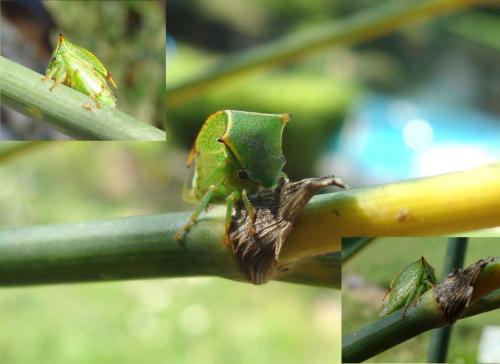 Réf. 92 817 : Stictocephala bisonia