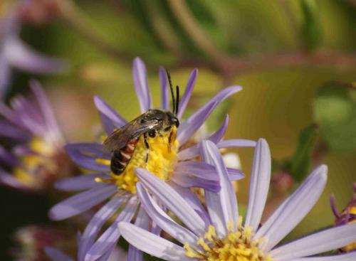 Réf. 92 134 : Lasioglossum calceatum