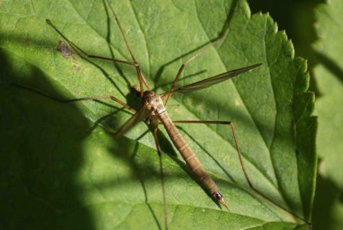 Tipula paludosa