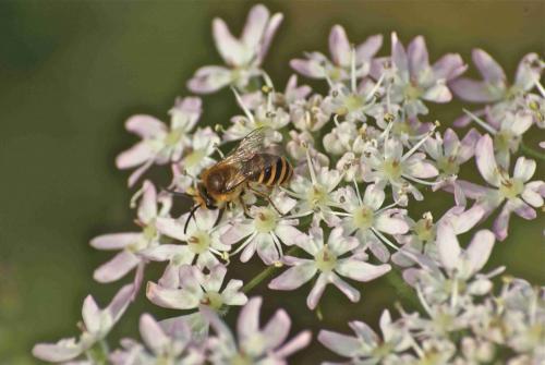 Colletes sp.