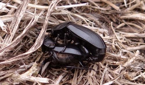 Silpha tyrolensis