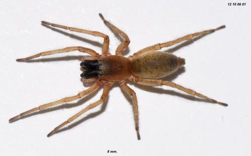 Réf. 92 923 : Clubiona phragmitis