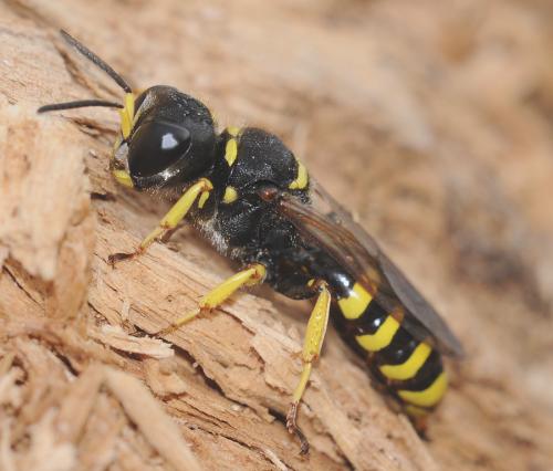 Réf. 92 058 : Ectemnius cephalotes