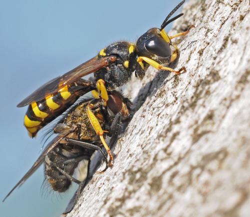 Réf. 92 061 : Ectemnius cephalotes