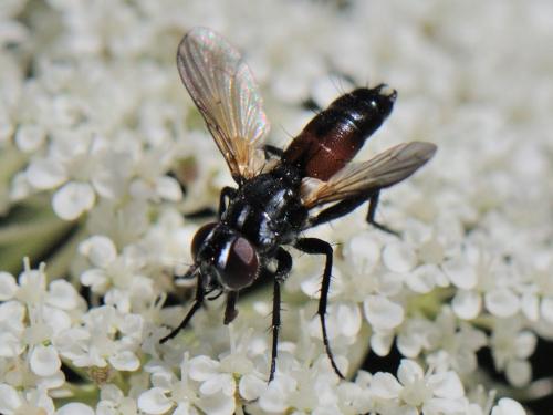 Réf. 92 451 : Clairvillia biguttata