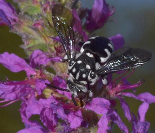 Réf. 92 960 : Thyreus ramosus