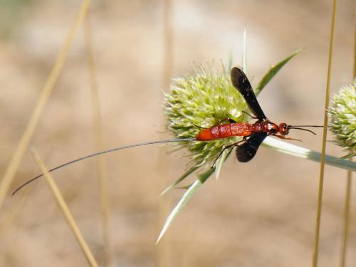 Réf. 92 836 : Glyptomorpha sp.