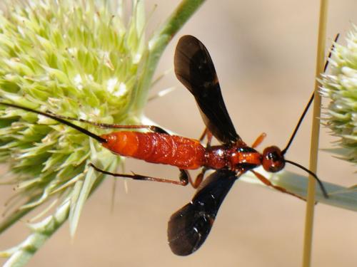 Réf. 92 837 : Glyptomorpha sp.