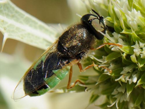 Réf. 92 787 : Odontomyia hydroleon
