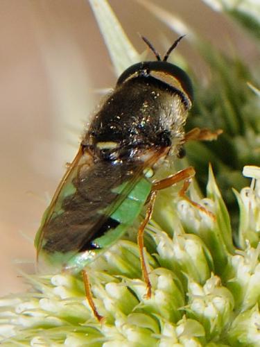 Odontomyia hydroleon