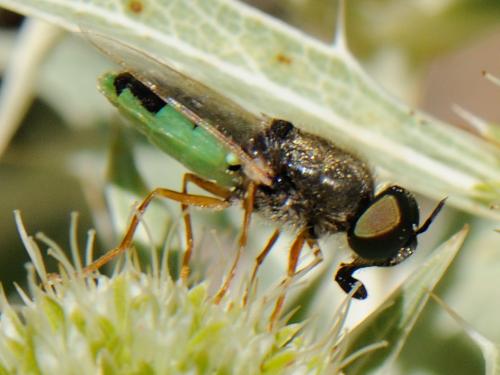 Réf. 92 789 : Odontomyia hydroleon