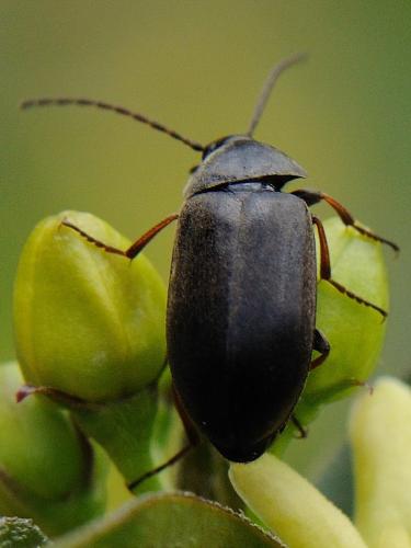 Réf. 92 388 : Isomira sp.