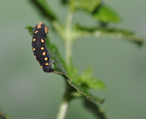 Tenthredo marginella