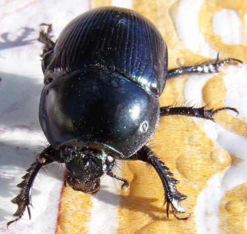 Geotrupes mutator